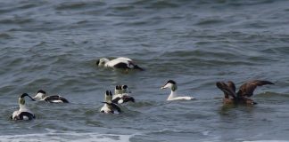 Hele verden observerer og registrerer fugletræk på October Big Day..også ved Hirtshals Fyr…