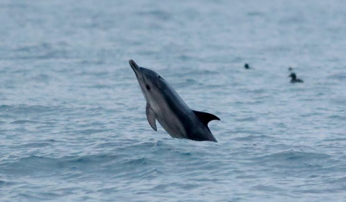Delfin_Hirtshals_Fyr_FlaskePosten_1