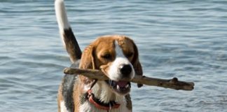 Vandhunde er velkomne i det nordvestlige Vendsyssel