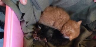 Killinger fundet i aviscontainer i Hirtshals