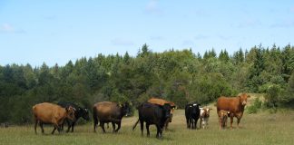 Regeringsgrundlag vækker både glæde og bekymring hos landbruget
