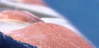 Danmark tæt på at være næststørste aftager af norsk laks