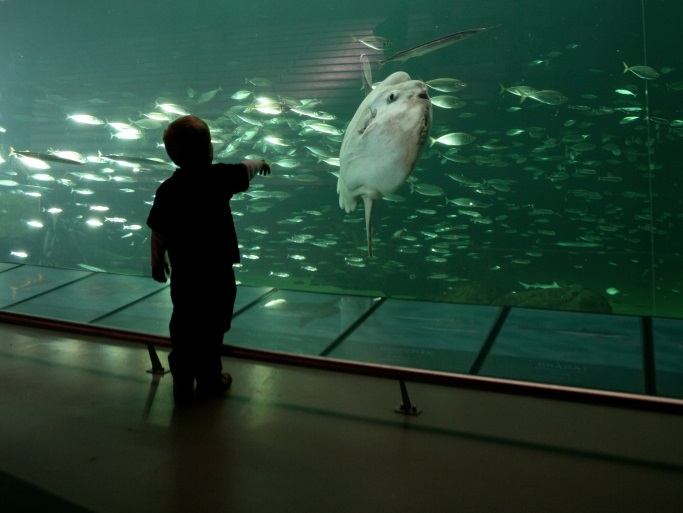 Folkeskole hjemme Kompliment Nordsøen Oceanarium er kåret til bedste akvarium i Danmark - FlaskePosten