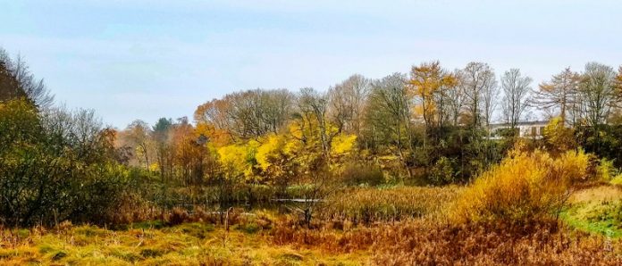 141118 Engen v Beiths Vænge (7)_800x343