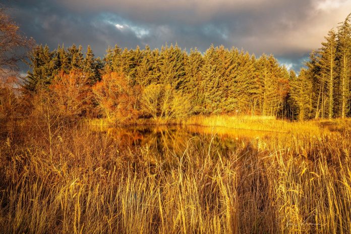 Plantage_Skov_Kranen_FlaskePosten_1