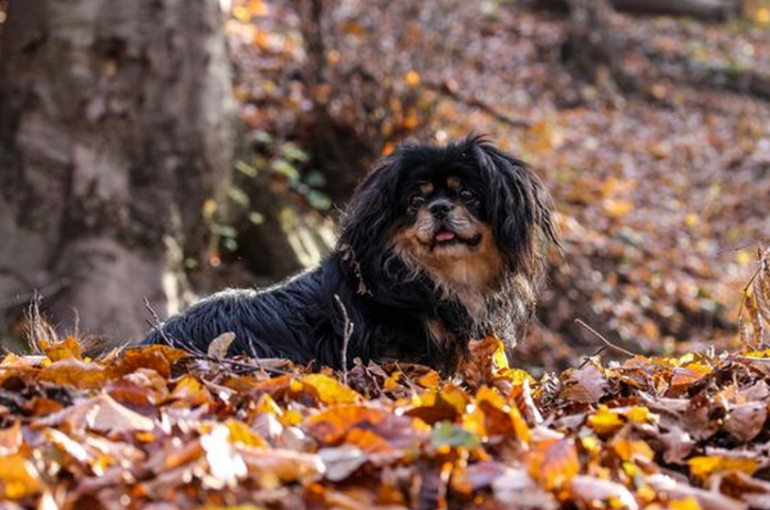 Hund_FlaskePosten_1