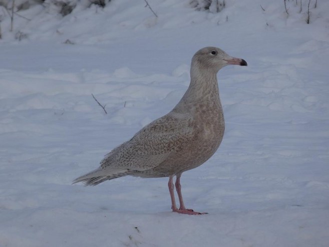 Gråmåge_FlaskePosten_1_657x493