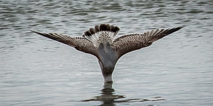 Mågen_Stæhr_FlaskePosten_1