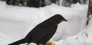 Dyrenes Beskyttelse: Æbler redder solsorten