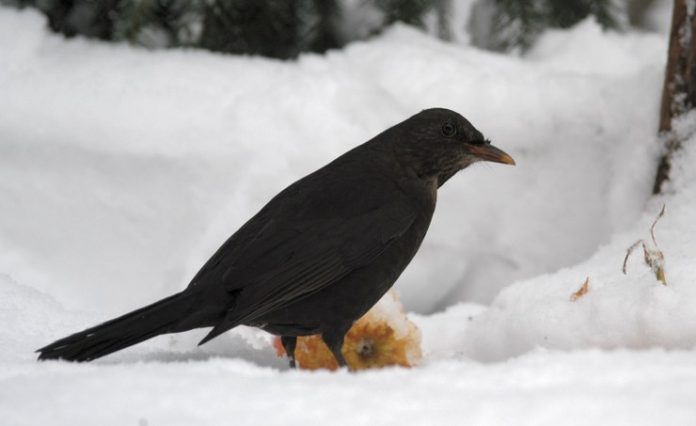 Solsort_Vinter_FlaskePosten_1_740x453