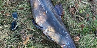 Natur: Kæmpe ål fundet ved TV2 Nord