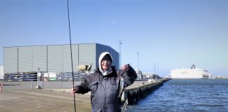 Tidlige sild i Hirtshals Havn