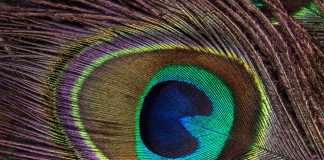 Poul Jansen: Den smilende påfuglefjer