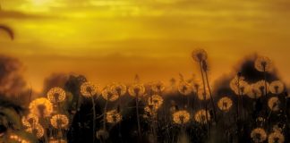 Poul Jansen: Tusmørkets sti