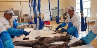 Medarbejdere søges straks til Venmark Fisk