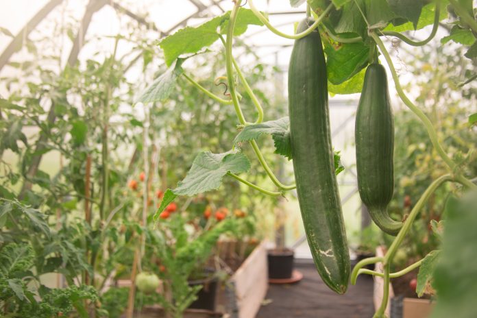 Greenhouse_cucumber_1