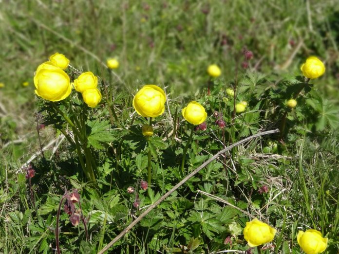Engblomme