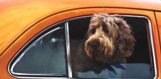 Hunde til optagelsesprøve i Hjørring for at blive besøgshunde