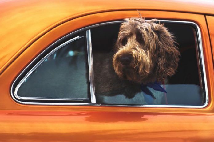 Hund_Bil_739x493