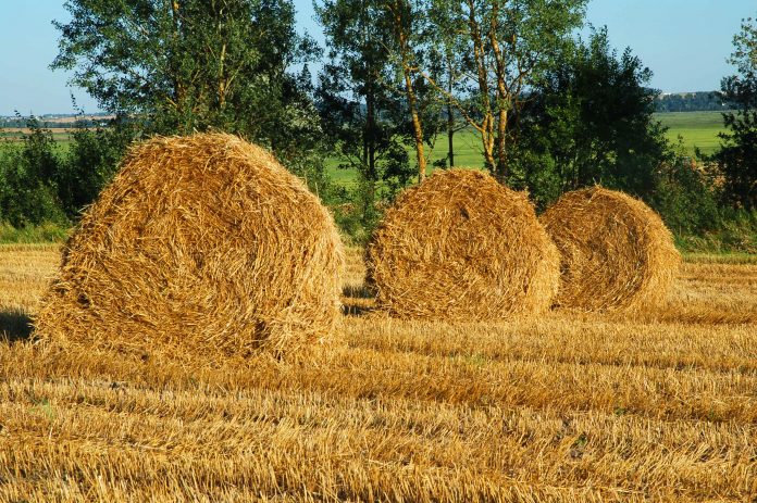 Hay bales