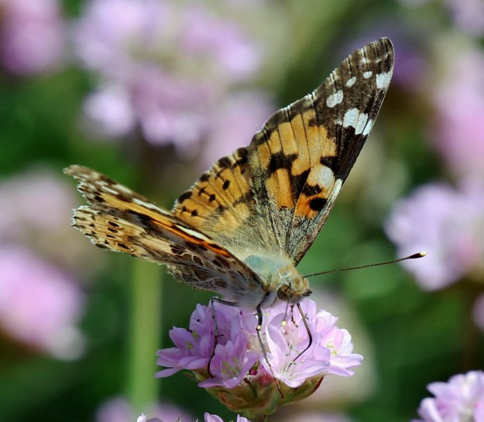 Tidselsommerfugl_Prentow_1