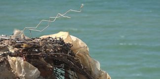 Affaldsmødding kom frem af sandet ved Rubjerg Knude Fyr