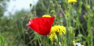 Vejkanterne blomstrer vildere og vildere i Hjørring Kommune