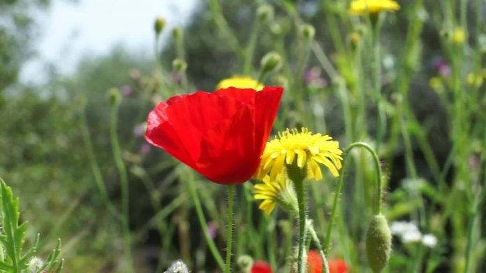 Blomster