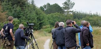 Særdeles sjælden gærdeværling fundet i Tornby Klitplantage