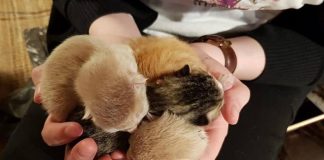 Tusindvis af killinger dumpet