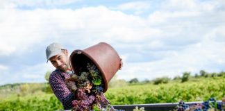 Dansk vin-iværksætteri hitter over hele landet