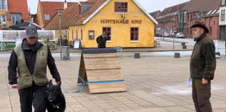 Hundene indtog Hirtshals