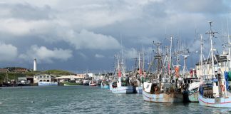 Fuglekiggeri på Hirtshals Havn