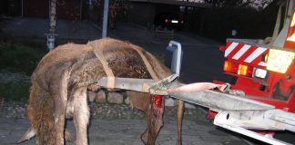 Pas nu på hjortene i trafikken