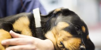 Alvorlig hundesygdom i Norge