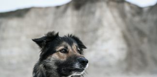 Derfor må din hund ikke spise kastanjer