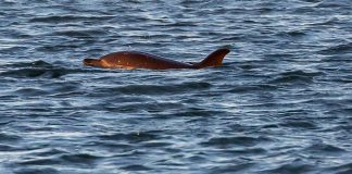 Syv delfiner i flok spottet og filmet ved Grenen