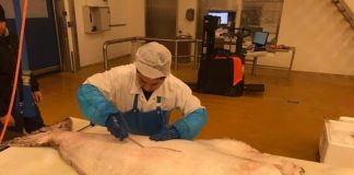 Voksen helleflynder hos Venmark