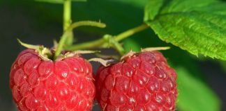 Hindbærmarmelade tilbagekaldes af Fynbo Foods