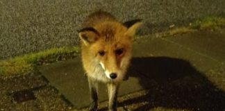 Domesticeret ræv i Hirtshals