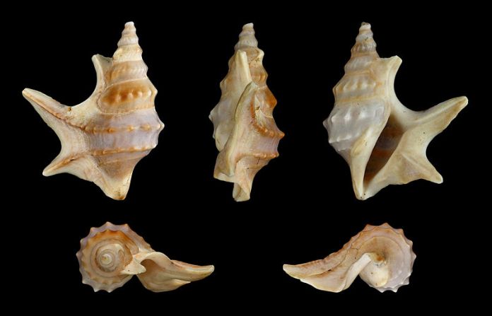 Havsnegle