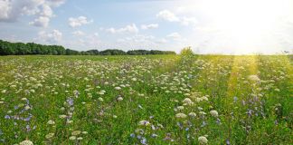 LandboNord og Danmarks Jægerforbund vil lave vild natur i Hjørring