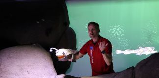 Akvarieassistent søges til Nordsøen Oceanarium