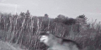 Mulig ulv er blevet fotograferet ved Skallerup