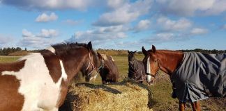 Formandens beretning i Hirtshals Rideklub