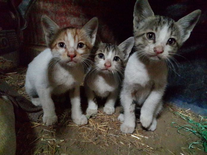 Katte_Killing