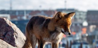 Den enøjede ræv på Hirtshals Havn…