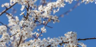 Poul Jansen: Himmelhvælv og blomsterflor
