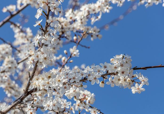 Himmel_Blomster_2