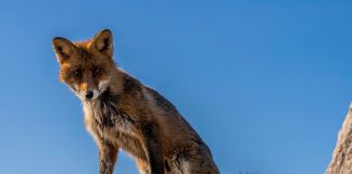 Ræven vogter fortsat ved Hirtshals Havn